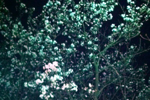 140404夜桜.JPG
